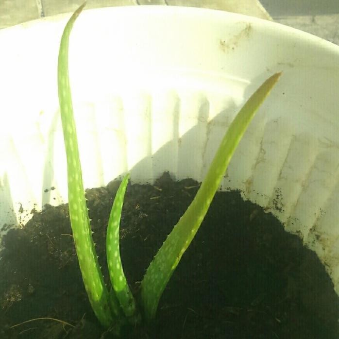 

Terlaris Subur" Bibit Tanaman Hias Lidah Buaya