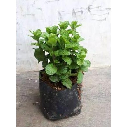 

Terlaris Bibit Tanaman Daun Mint Hidup (Rimbun) Untuk Infuse Water Herbal