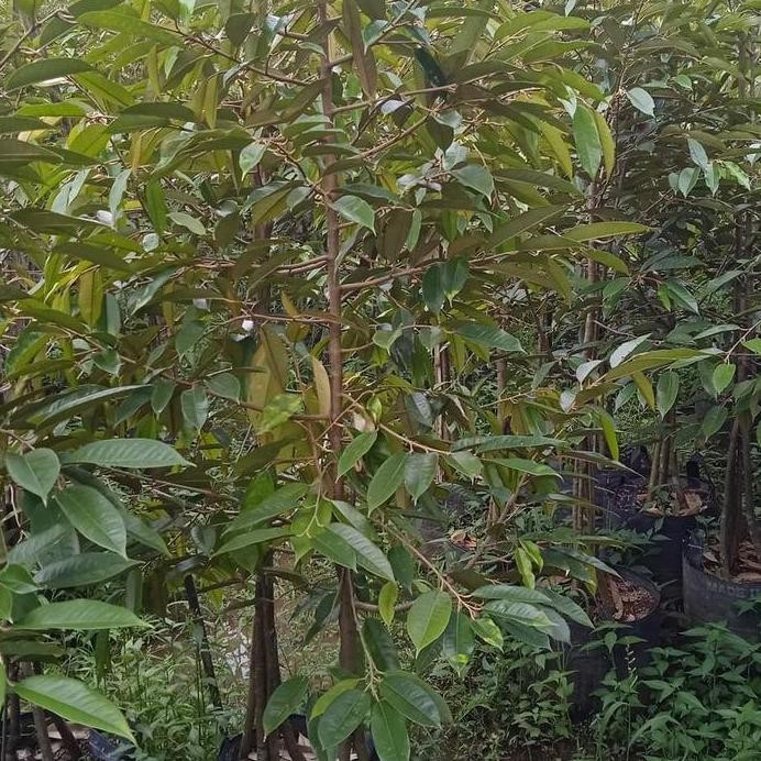 Terlaris Bibit Durian Bawor Pnterbag Tinggi 2 Mtr Kaki 3 Batang Besar