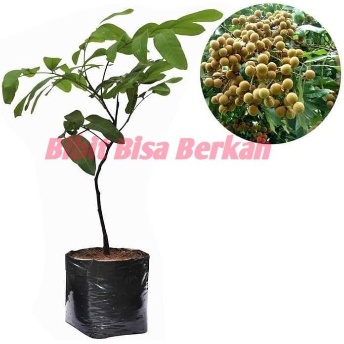 

Terlaris Bibit Lengkeng Aroma Durian Okulasi Atau Cangkok Pohon Lengkeng