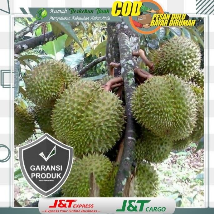 

Terlaris Bibit Durian Montong Super Tanaman Buah Asli Unggul Durian Monthong Premium
