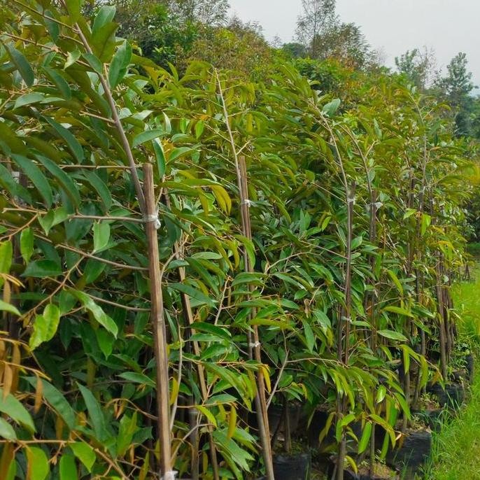 

Terlaris Bibit Durian Oche 200-250Cm