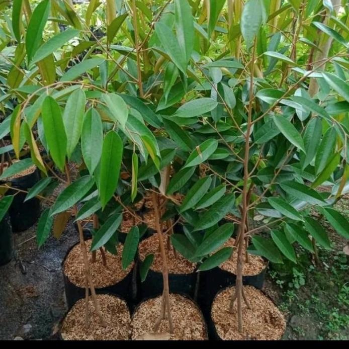 

Terlaris Bibit Durian Duri Hitam Kaki 3
