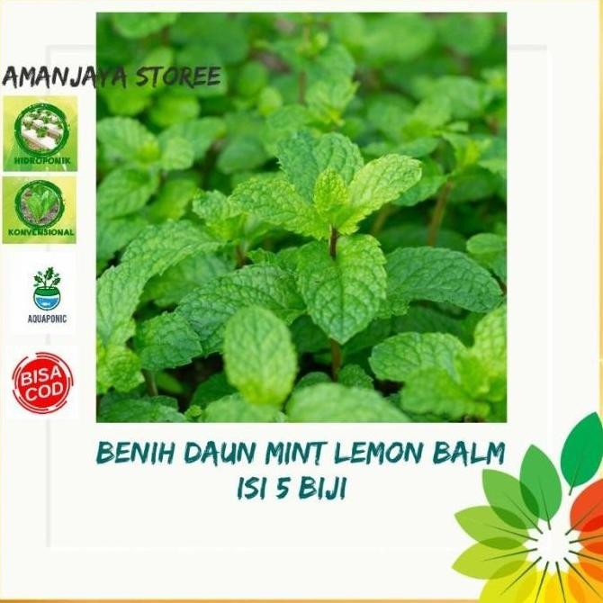 

Terlaris Benih Biji Daun Mint Lemon Balm Tanaman Herbal Bibit Tanaman Herb