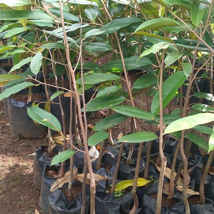 

Terlaris Bibit Durian Bawor 3 Kaki Panjang 200Cm