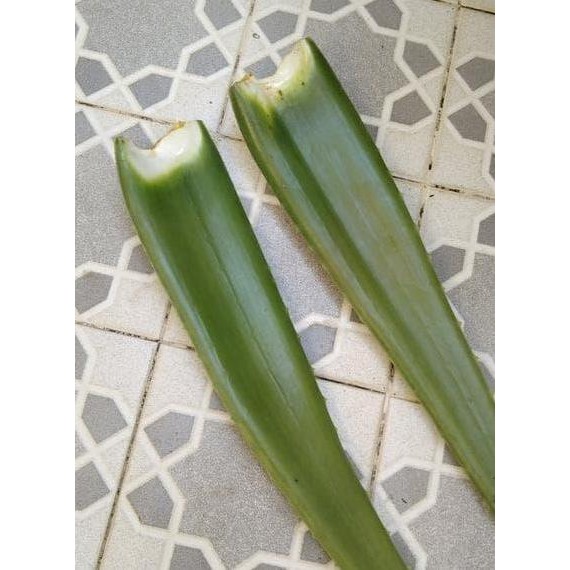 

Terlaris Bibit Lidah Buaya Pontianak Jumbo - Aloe Vera Super