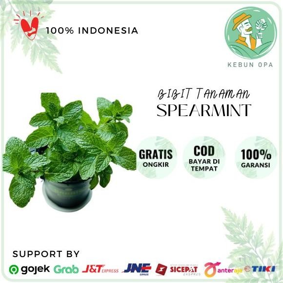 

Terlaris Rediy Daun Mint Bibit Benih Tanaman Mint Hidup Spearmint Infuse Water
