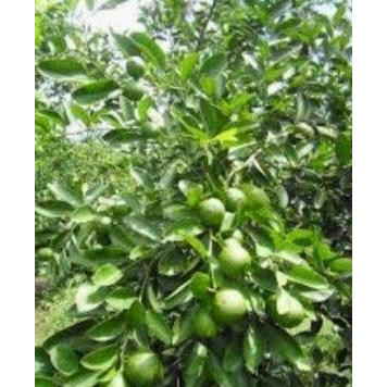 

Terlaris Bibit Jeruk Nipis