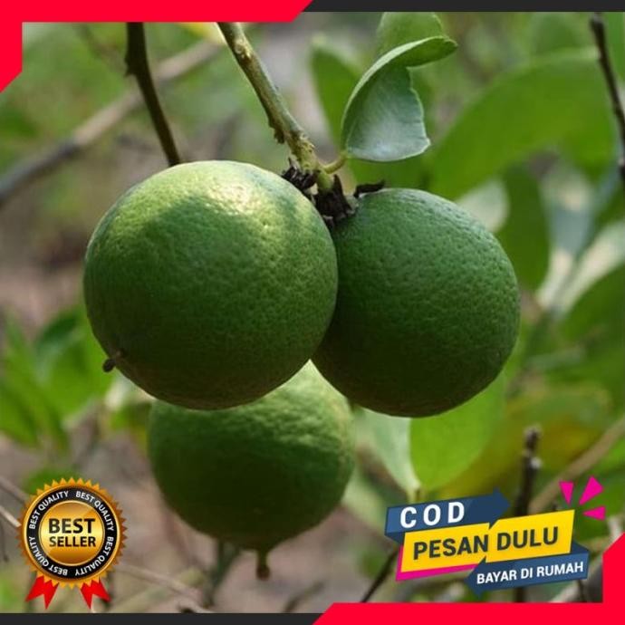 

Terlaris Bibit Buah Jeruk Nipis Jumbo