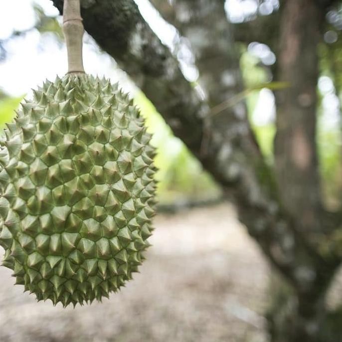 

Terlaris Paket 3 Bibit Durian Sitokong Bibittani-27