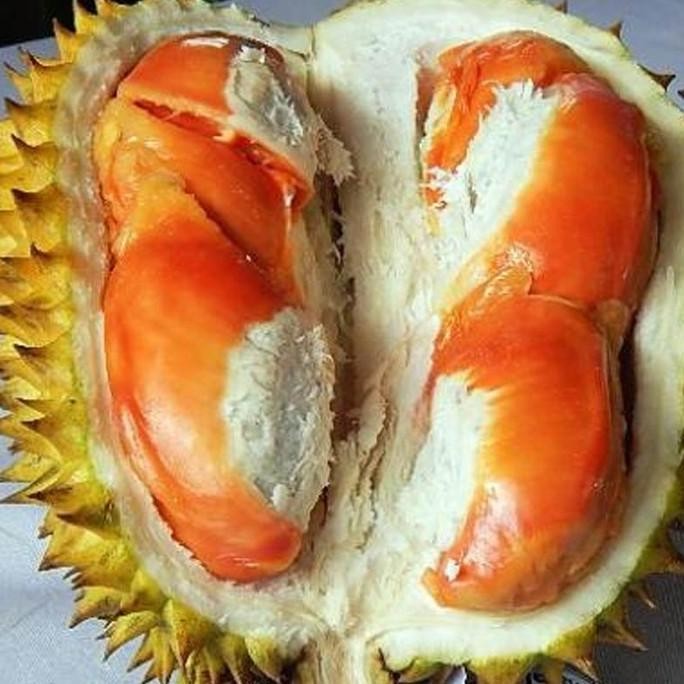 

Terlaris Bibit Buah Durian Simas - Tinggi 50Cm