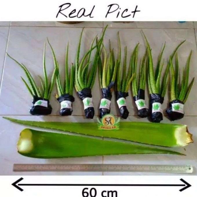 Terlaris Bibit Tanaman Lidah Buaya Jumbo ( Lidah Buaya Pontianak )