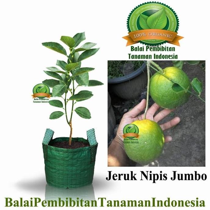 

Terlaris Bibit Jeruk Nipis Jumbo / Bibit Buah / Tanaman