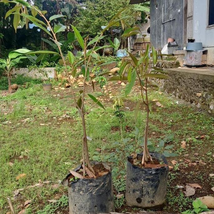

Terlaris Bibit Durian Siap Tanam 200 Batang