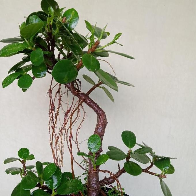 Bonsai beringin dollar