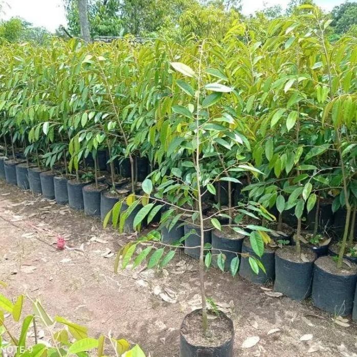 

Terlaris Bibit Durian Super Tembaga Tinggi 1 - 1,5 Meter