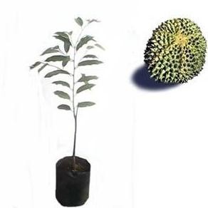 

Terlaris Obral Bibit Tanaman Buah Durian Duri Hitam 60Cm