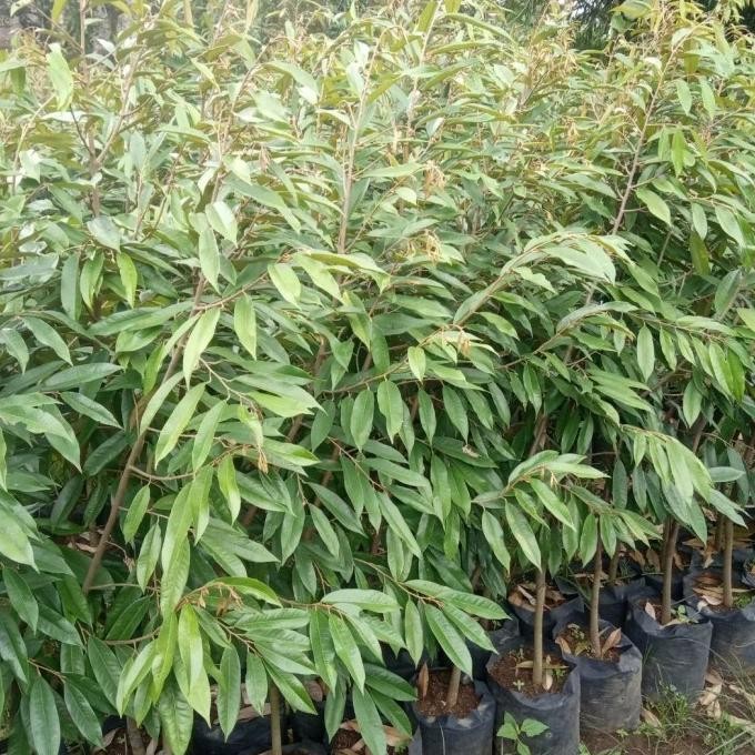 

Terlaris Bibit Durian Musangking Tinggi 1,5 Meter Batang Besar