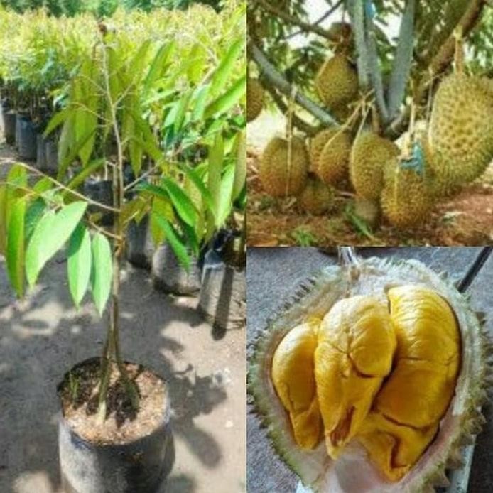

Terlaris Bibit Tanaman Buah Durian Musangking