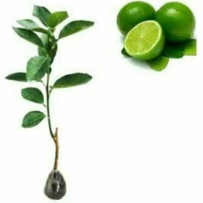 

Terlaris Bibit Jeruk Nipis Berbunga