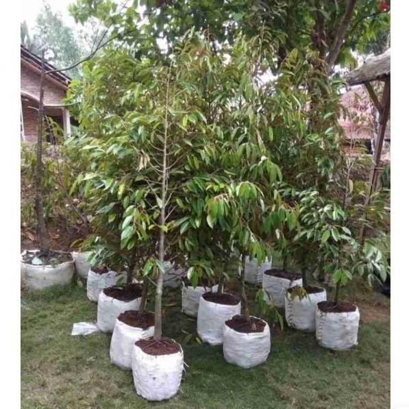 

Terlaris Bibit Durian Tembaga Ukuran 1,5Meter