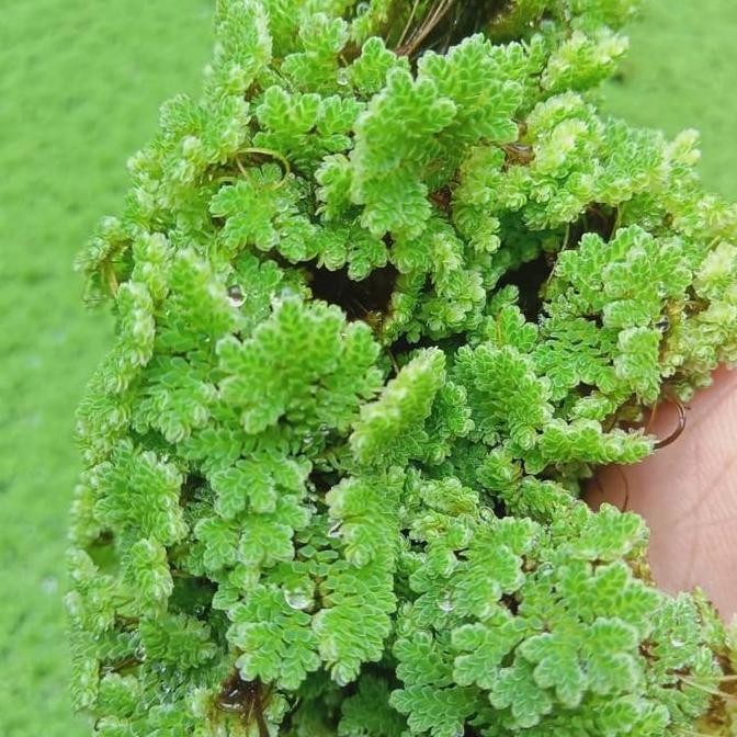 azolla microphylla bibit 200gr