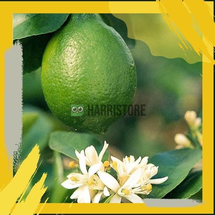

Terlaris Hot Product ! Tanaman Bibit Jeruk Nipis Kalamansi Murah