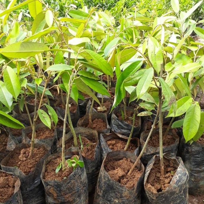 

Terlaris Bibit Tanaman Pohon Durian Bawor Duren Bawor Bibit Durian Okulasi