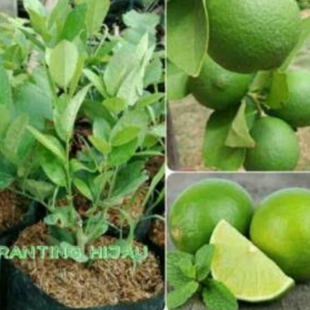 

Terlaris Bibit Jeruk Nipis