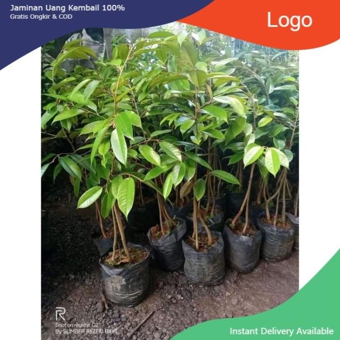 

Terlaris Bibit Durian Super Tembaga Kaki 3 Hasil Okulasi Cepat Berbuah