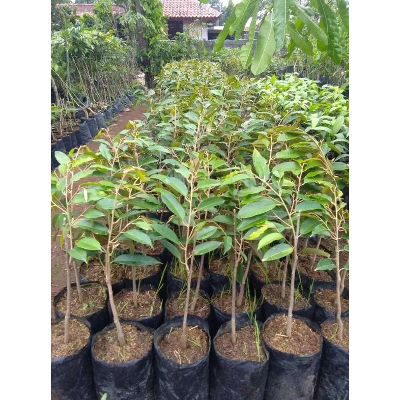 

Terlaris Bibit Tanaman Buah Durian Bawor Super Unggul