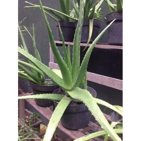 

Terlaris Bibit Lidah Buaya Pontianak