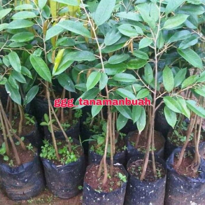 

Terlaris Ready Bibit Durian Duri Hitam Super Cepat Berbuah