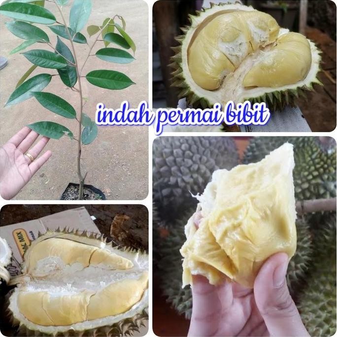

Terlaris Bibit Tanaman Durian Susu Putih