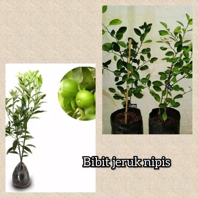 

Terlaris Bibit Jeruk Nipis Kampung Uk 40Cm