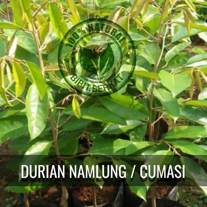 

Terlaris Bibit Durian Namlung Cumasi 50 Cm