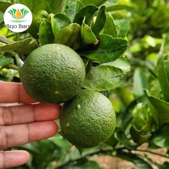 

Terlaris Bibit Tanaman Buah Jeruk Nipis Murah-Bibit Jeruk Nipis Super