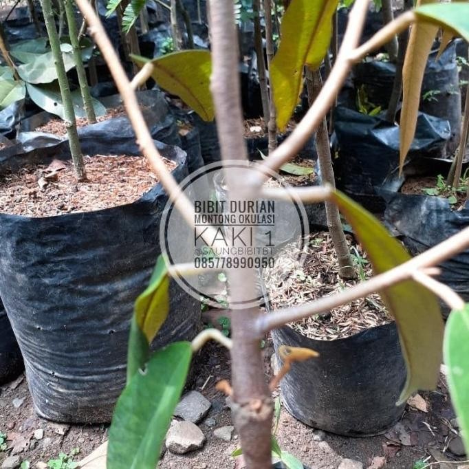 

Terlaris Terlaris Bibit Durian Montong Hasil Okulasi Siap Kirim