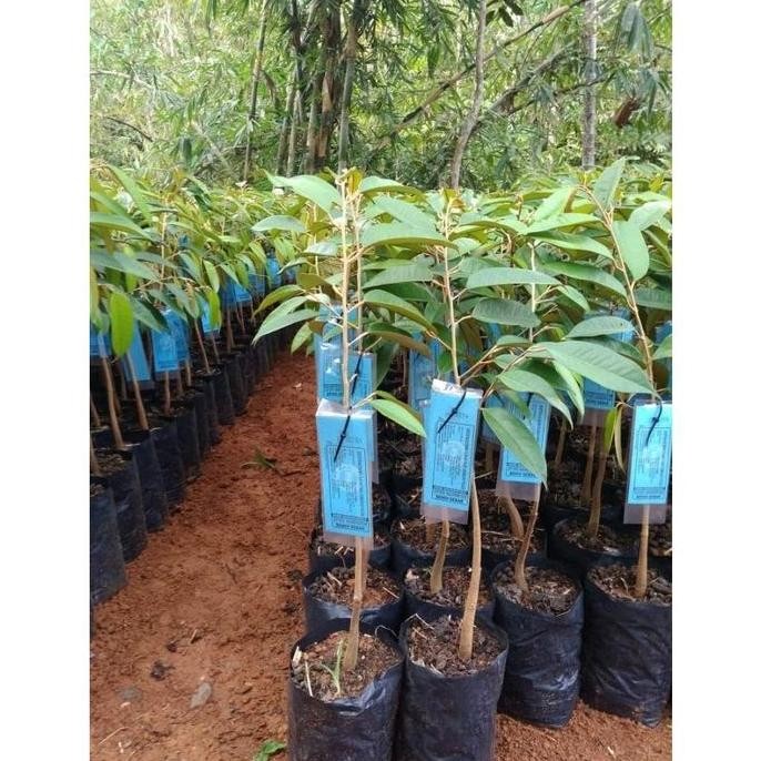 

Terlaris Promo!! Bibit Durian Bawor Super Bersertifikasi Asli Bergaransi