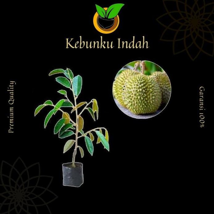 

Terlaris Bibit Durian Simimang Okulasi