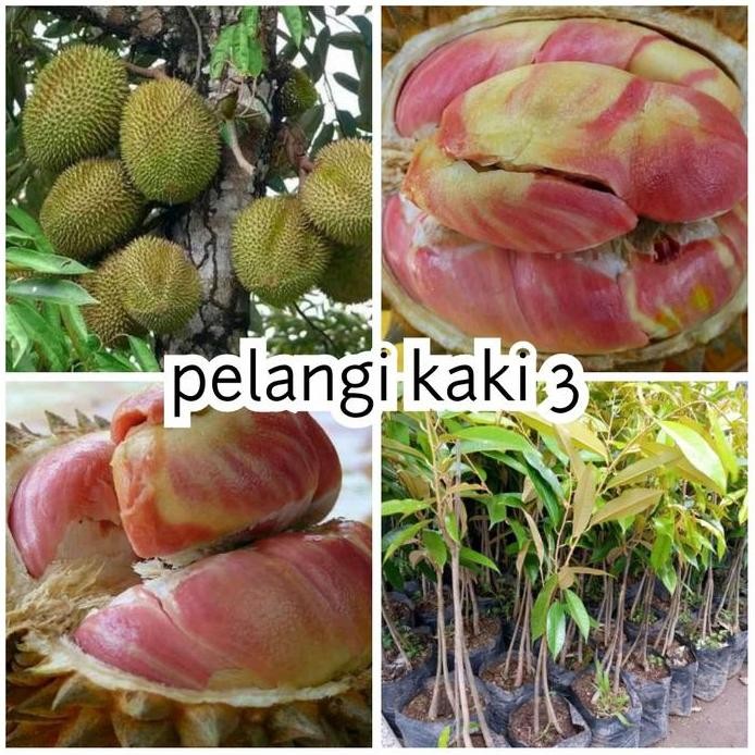 

Terlaris Bibit Durian Pelangi Kaki 3