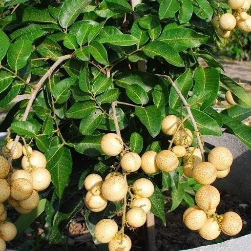 

Terlaris Bibit Tanaman Buah Kelengkeng Aroma Durian