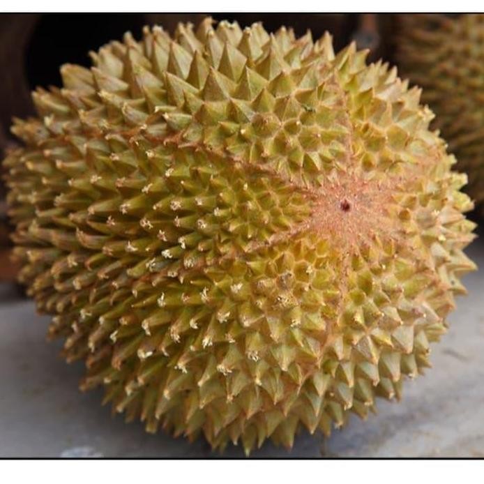 

Terlaris Bibit Durian Musangking Kaki 3