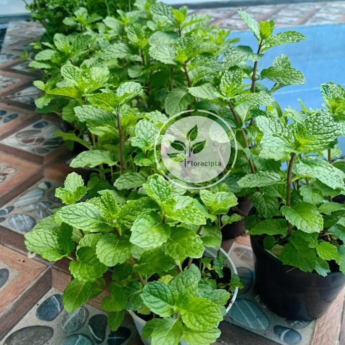 

Terlaris Pohon Mint Menthol - Bibit Tanaman Mint Satu Pot - Daun Mint Herba