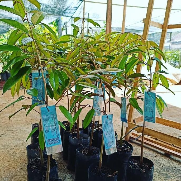 

Terlaris Bibit Durian Kromo Banyumas Berlabel Indukannya Murah