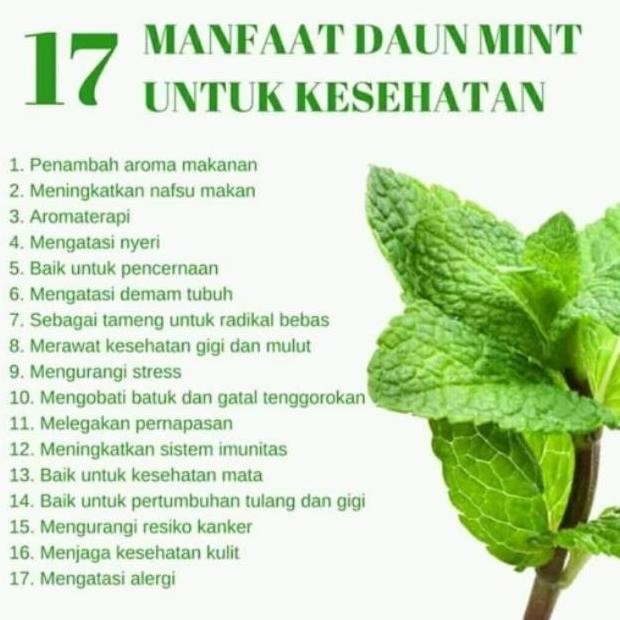 

Terlaris Ay0! Bibit Daun Min Pepermin (Peppermint) Mint