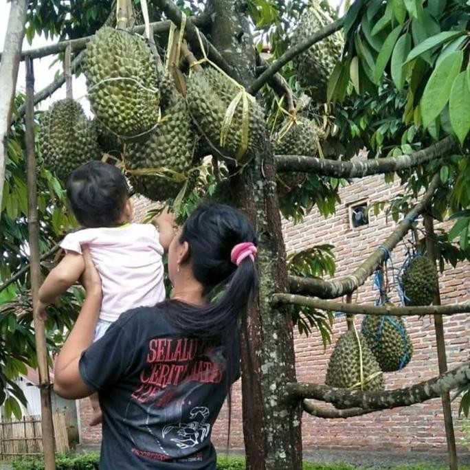 

Terlaris Bibit Durian Bawor Super