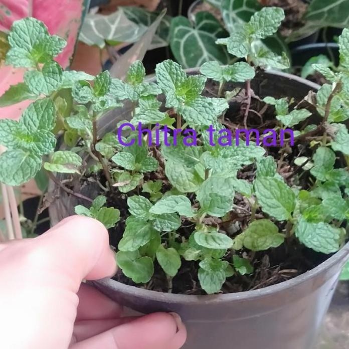 

Terlaris Tanaman Mint - Bibit Pohon Daun Mint+ Pot Hitam