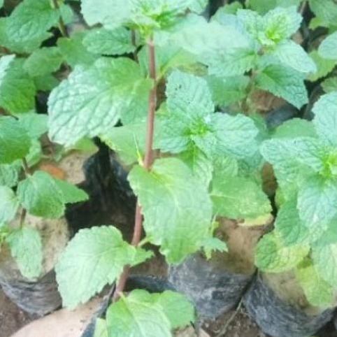 

Terlaris Bibit Daun Mint Daun Kriting Beli 5 Gratis 1