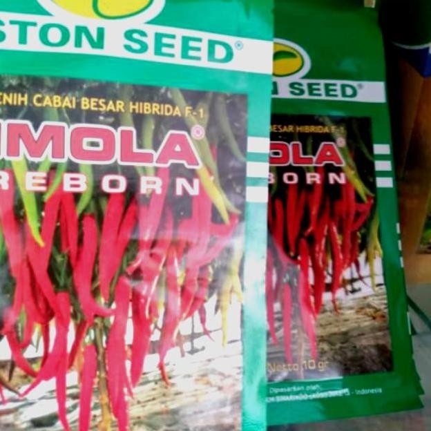 || BANANA / benih cabai imola reborn ||~~~